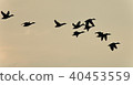 Image of a swarm of ducks flying in the sky 40453559