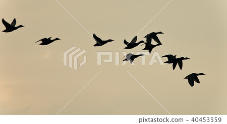 Image of a swarm of ducks flying in the sky 40453559