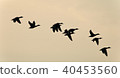 Image of a swarm of ducks flying in the sky 40453560