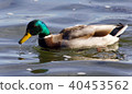 Beautiful image of a mallard swimming in lake 40453562