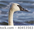 Postcard with a trumpeter swan swimming in lake 40453563
