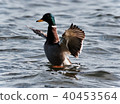 Picture with a mallard showing wings at a lake 40453564