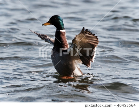 Picture with a mallard showing wings at a lake Picture with a mallard showing wings at a lake 40453564