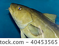 Image of a fish looking in camera in the sea 40453565