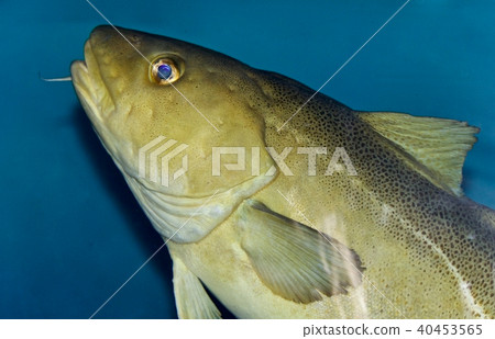 Image of a fish looking in camera in the sea Image of a fish looking in camera in the sea 40453565