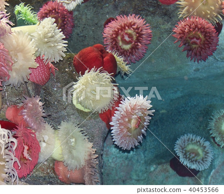 Postcard with a beautiful corals in a sea Postcard with a beautiful corals in a sea 40453566