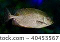 Picture with a fish looking in camera in the sea 40453567