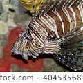 Background with a beautiful deadly fish swimming 40453568