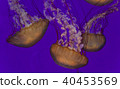 Postcard with three beautiful deadly jellyfishes 40453569