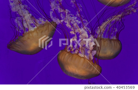 Postcard with three beautiful deadly jellyfishes Postcard with three beautiful deadly jellyfishes 40453569