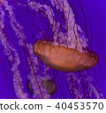 Photo of a beautiful deadly jellyfish swimming 40453570