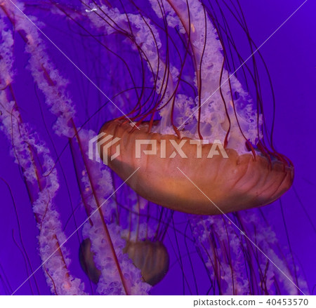 Photo of a beautiful deadly jellyfish swimming Photo of a beautiful deadly jellyfish swimming 40453570