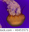 Photo of a beautiful deadly jellyfish swimming 40453571