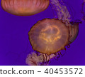 Image of two beautiful deadly jellyfishes swimming 40453572