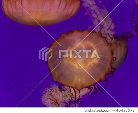 Image of two beautiful deadly jellyfishes swimming Image of two beautiful deadly jellyfishes swimming 40453572