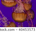 Five beautiful deadly jellyfishes in the sea 40453573