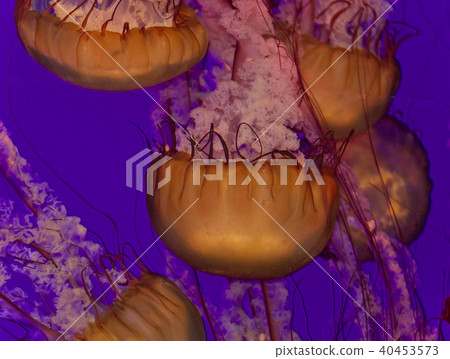 Five beautiful deadly jellyfishes in the sea Five beautiful deadly jellyfishes in the sea 40453573