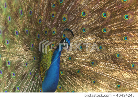 Beautiful peacock 40454243