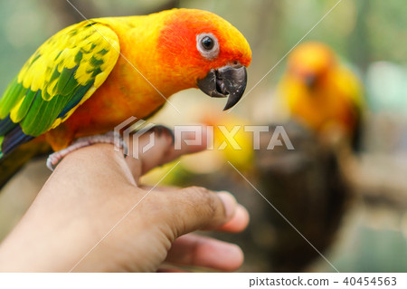 Beautiful colorful sun conure parrot birds on hand 40454563