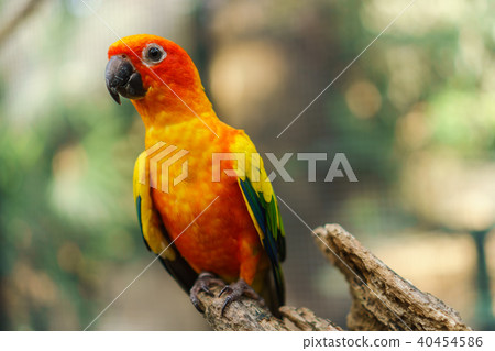 Beautiful colorful sun conure parrot birds 40454586