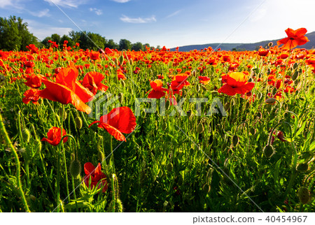 poppy field in summer evening 40454967
