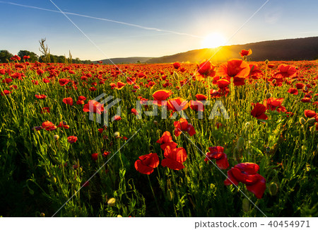 poppy flowers field in mountains poppy flowers field in mountains 40454971