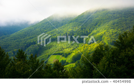 mountain forest in morning fog 40454998