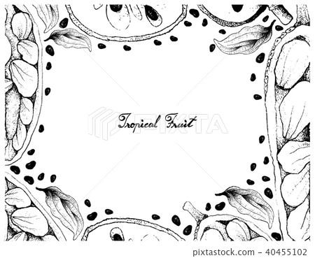 Hand Drawn Frame of Cherimoya and Cempedak Fruits Hand Drawn Frame of Cherimoya and Cempedak Fruits 40455102