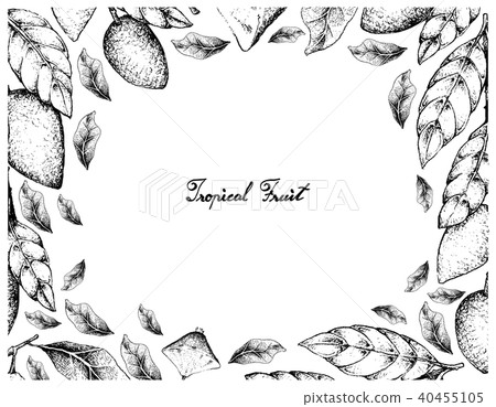 Hand Drawn Frame of Cambuci and Wampee Fruits 40455105