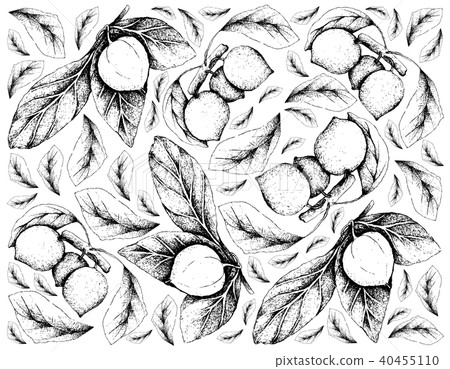 Hand Drawn Background of Nance and Bacupari Fruits Hand Drawn Background of Nance and Bacupari Fruits 40455110