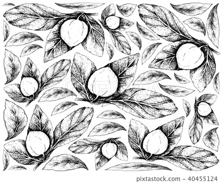 Hand Drawn Background of Fresh Nance Fruits Hand Drawn Background of Fresh Nance Fruits 40455124