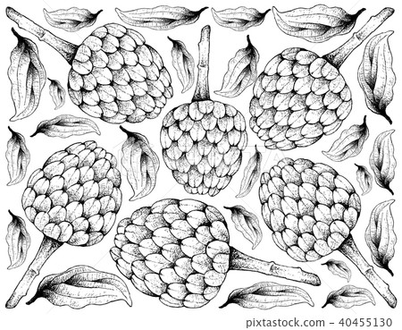 Hand Drawn Background of Ripe Cherimoya Fruits 40455130