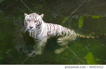 Grumpy white tiger in water Grumpy white tiger in water 40455412