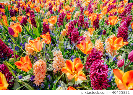 field of wild flowers. Spring landscape. Holland 40455821