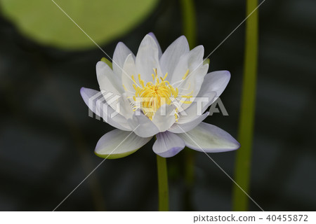 白蓮花 白蓮花 40455872