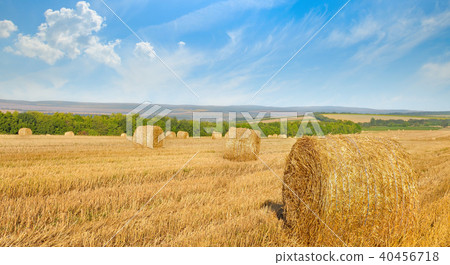 Straw bales on a wheat field and blue sky.  40456718