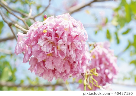 Cherry blossoms in Thailand, momoiro nousen, yellowtail beniusen, pink tecoma, honpu pantip Cherry blossoms in Thailand, momoiro nousen, yellowtail beniusen, pink tecoma, honpu pantip 40457180