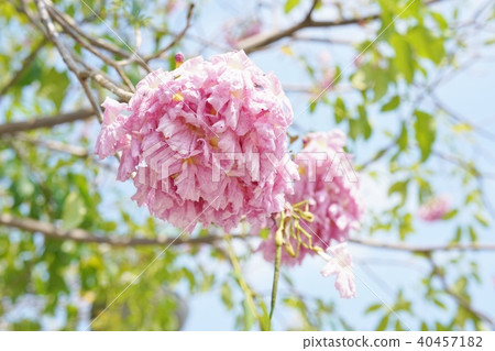 Cherry blossoms in Thailand, momoiro nousen, yellowtail beniusen, pink tecoma, honpu pantip Cherry blossoms in Thailand, momoiro nousen, yellowtail beniusen, pink tecoma, honpu pantip 40457182