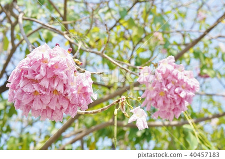 Cherry blossoms in Thailand, momoiro nousen, yellowtail beniusen, pink tecoma, honpu pantip 40457183