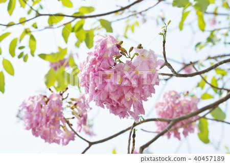 櫻花在泰國，momoiro nousen，yellowtail beniusen，桃紅色tecoma，honpu pantip 40457189