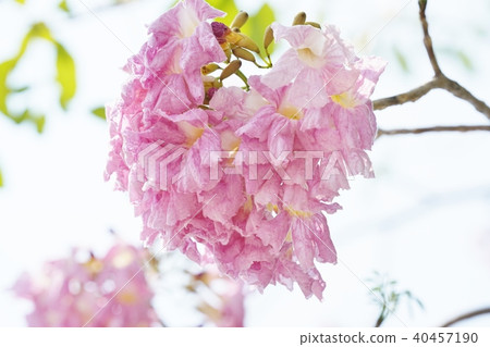 櫻花在泰國，momoiro nousen，yellowtail beniusen，桃紅色tecoma，honpu pantip 40457190
