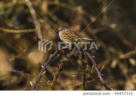 Dunnock (Prunella modularis) Dunnock (Prunella modularis) 40457310