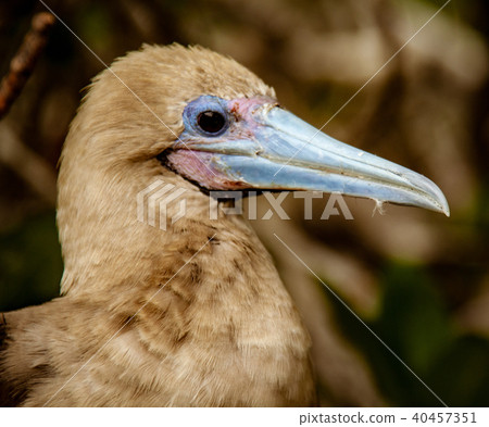 Close up of Red Footed Booby 40457351