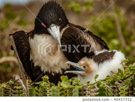 Mother and Baby Masked Boobies 40457352
