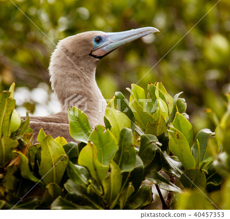 Red-Footed Booby Red-Footed Booby 40457353