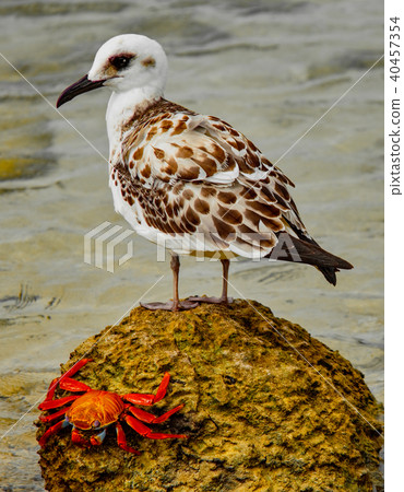 Shore bird and Sally 40457354