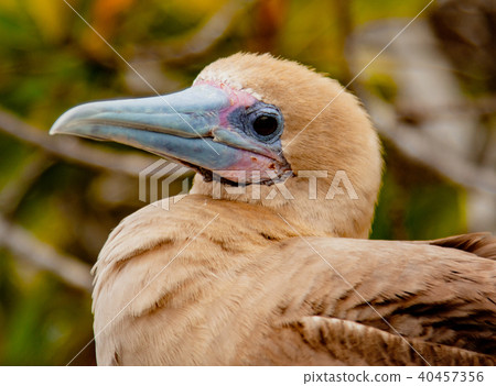 Close up of Red Footed Booby 40457356