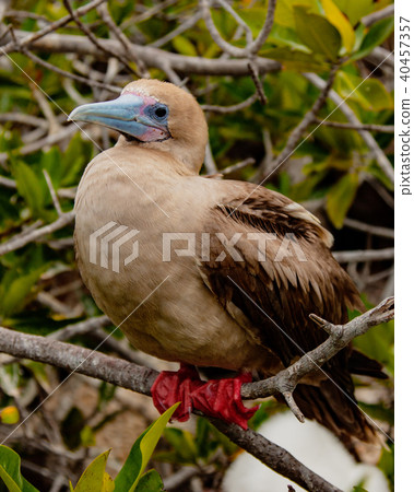 Rdd Footed Booby on Perch Rdd Footed Booby on Perch 40457357