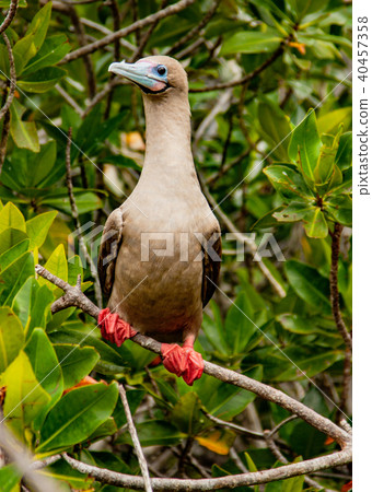 Rdd Footed Booby on Perch 40457358