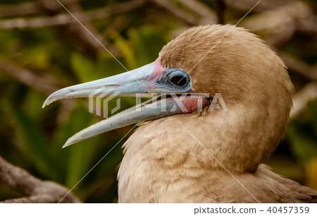 Close up of Red Footed Booby 40457359